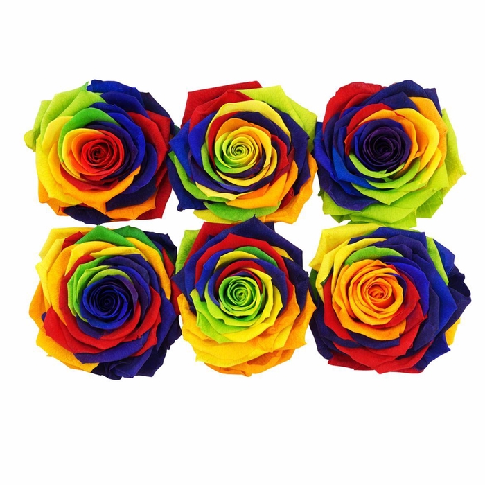 <h4>Ro Pres Classic Rainbow</h4>