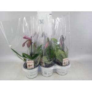 Paphiopedilum   ...