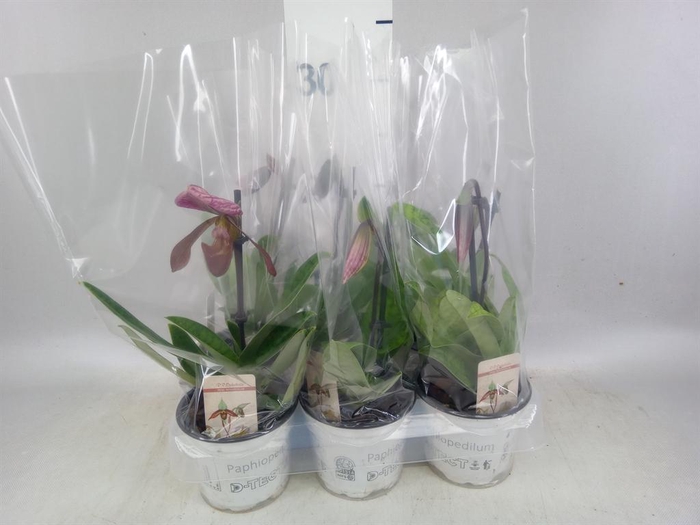 <h4>Paphiopedilum   ...</h4>