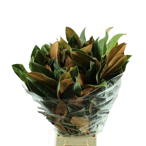 Magnoliablad