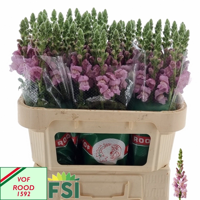 <h4>ANTIRRHINUM MAJUS 'POTO LAVENDEL'</h4>