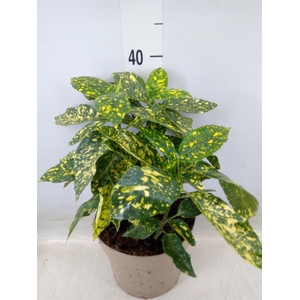 Aucuba japonica 'Variegata'