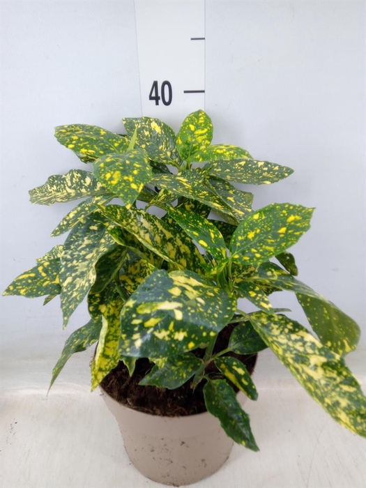 <h4>Aucuba japonica 'Variegata'</h4>