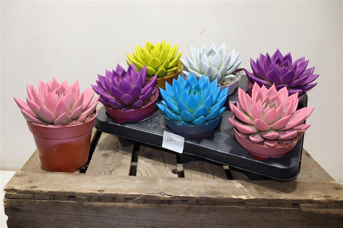 <h4>Echev Miranda Paint Mixtray</h4>