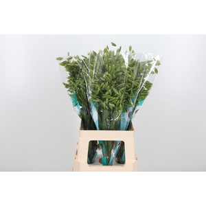 Chasmanthium Latifol