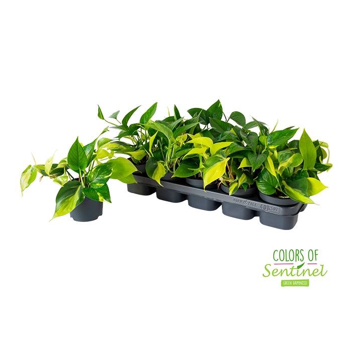 <h4>Epipremnum Pinnatum mix in pot 12Ø 20cm</h4>