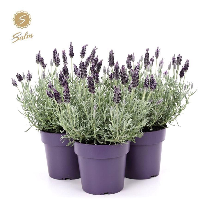 <h4>Lavandula stoec. 'Anouk Silver'</h4>