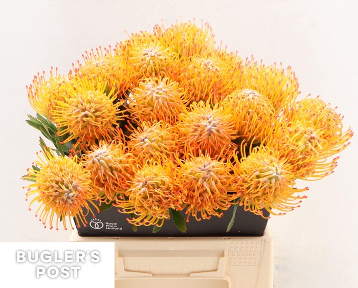 <h4>LEUCO AYOBA SUN</h4>