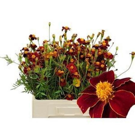 Tagetes Rood