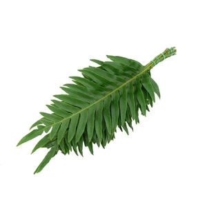 Agloamorpha Jim 50cm