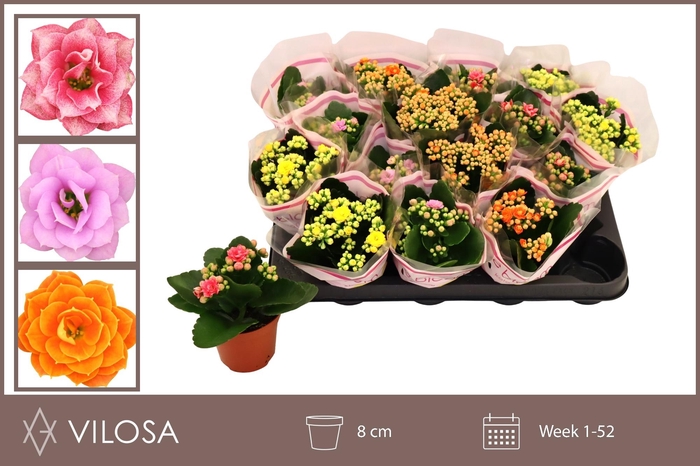 arr8 Kal Ge Gem 5 Kl