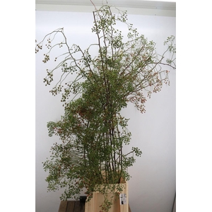 Rosa Corallo 70cm Ptk