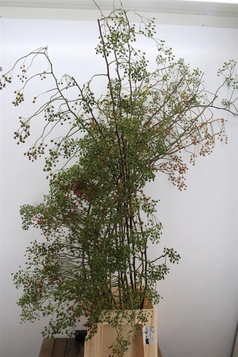 <h4>Rosa Corallo 70cm Ptk</h4>