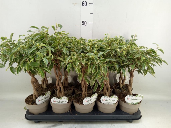 <h4>Ficus benja. 'Nina'</h4>