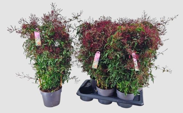 <h4>JASM POLYANTHUM RZ</h4>