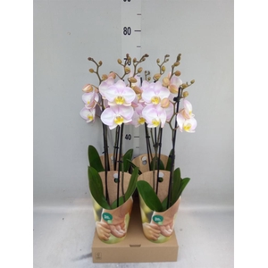 Phalaenopsis   ...rose