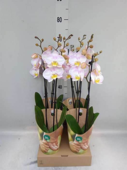<h4>Phalaenopsis   ...rose</h4>