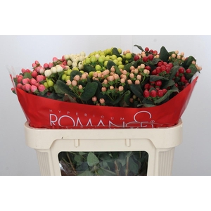 Hypericum Cool Romance Spray