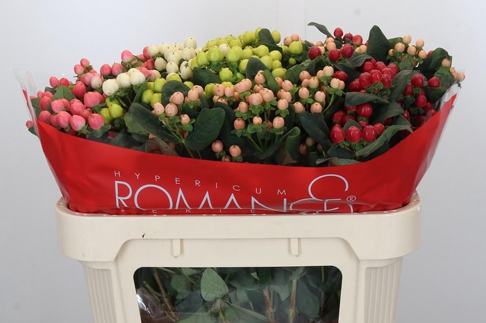 Hypericum Cool Romance Spray