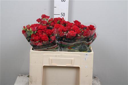 <h4>R Tr Mirabel</h4>