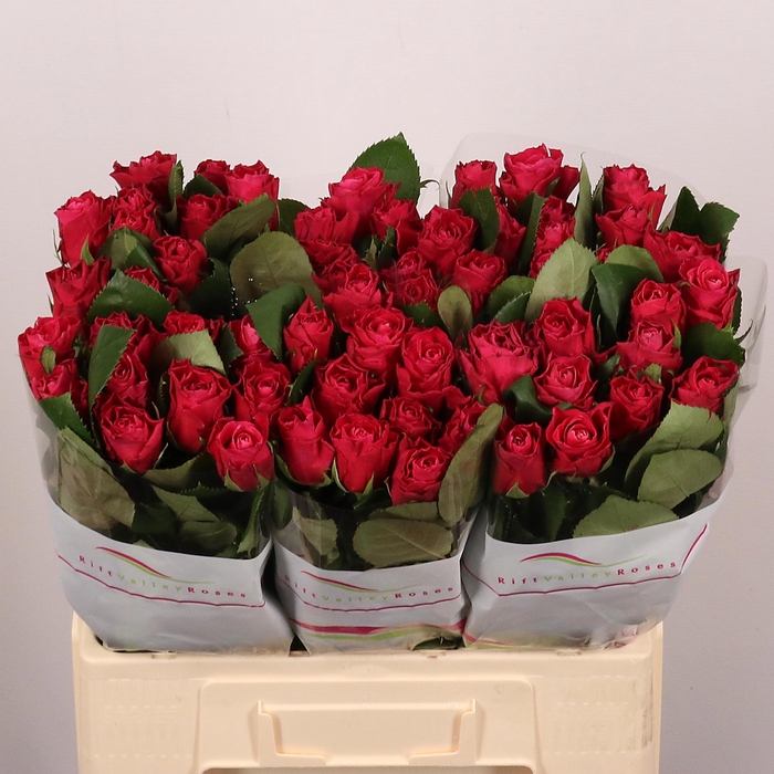 <h4>R GR MOVIE STAR</h4>