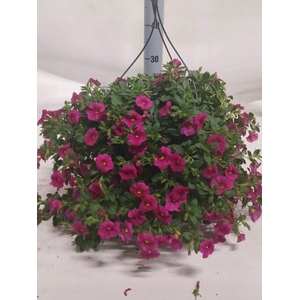 CALIB CARIL ROSE