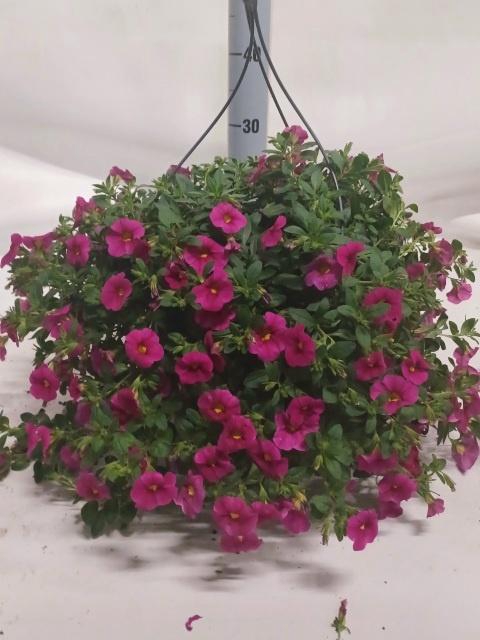 <h4>CALIB CARIL ROSE</h4>