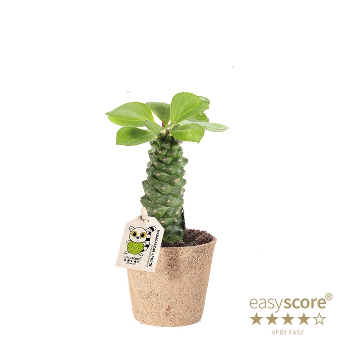 <h4>EUPHORBIA RITCHIEI P9</h4>