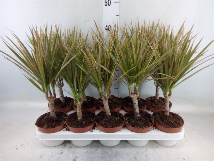 <h4>Dracaena marg. 'Bicolor'</h4>