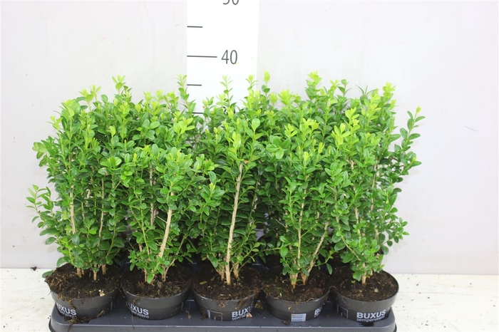 <h4>Buxus Semp Bosjes</h4>