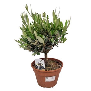 Olea Europaea Bush