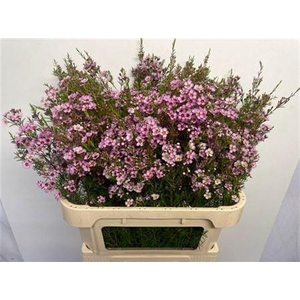 Chame Un Olivia Pink Extra 80cm