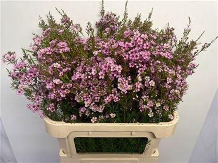 <h4>Chame Un Olivia Pink Extra 80cm</h4>