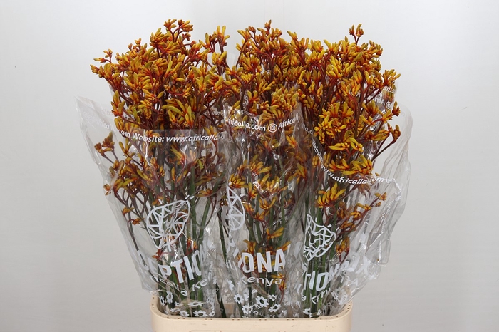 Kangaroo Paw Gold Fever