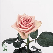 <h4>Rosa large heaven!</h4>