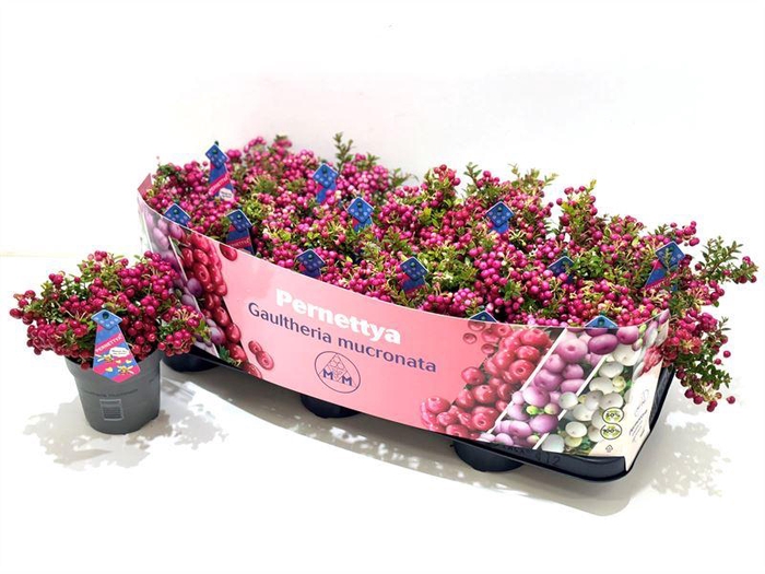 <h4>Gaultheria mucronata (mannelijk) Man met etiket</h4>