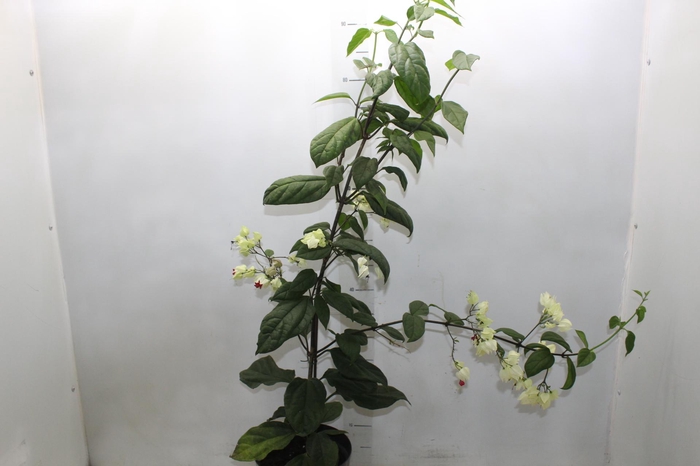 <h4>LAGRIMA DE CRISTO P20</h4>