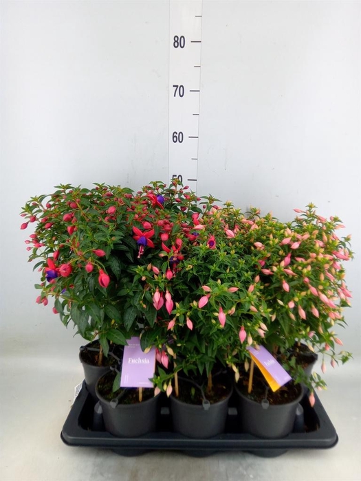 <h4>Fuchsia   ...mix</h4>