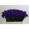 Limonium Navy Sun Birds