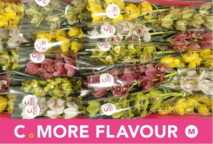 <h4>CYMB MI GEM</h4>