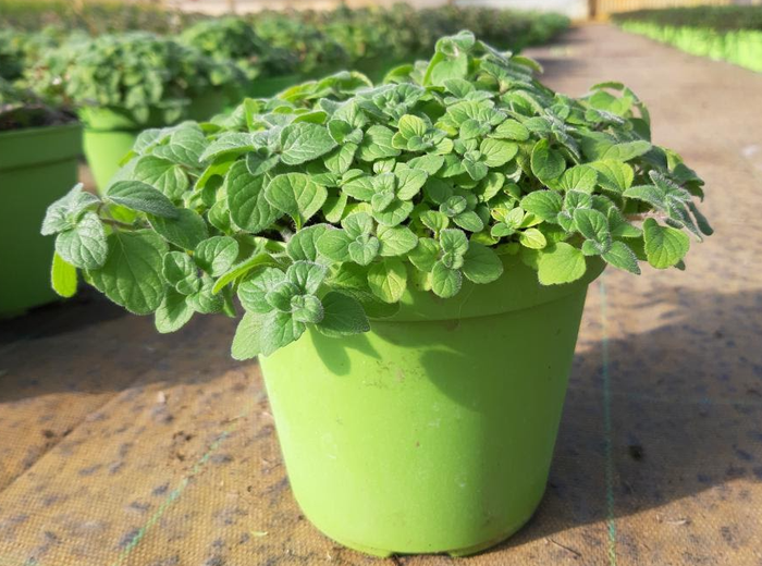 <h4>TUINKRUIDEN GEM</h4>