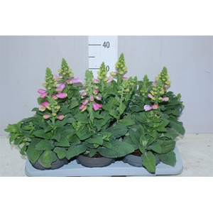 Digitalis Pink