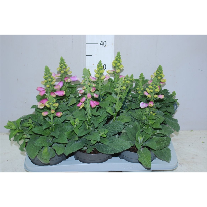 <h4>Digitalis Pink</h4>