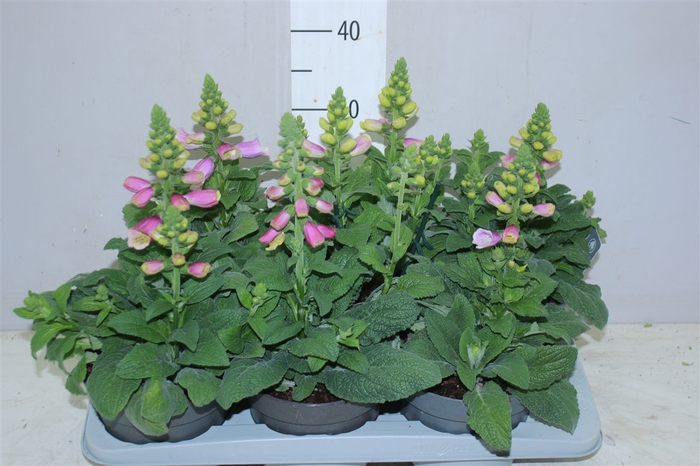 Digitalis Pink