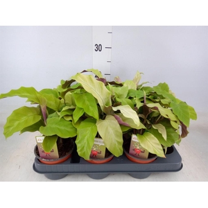 Calathea  'Fusion Yellow'