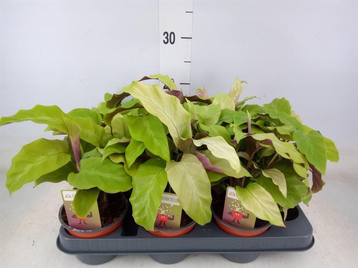 <h4>Calathea  'Fusion Yellow'</h4>