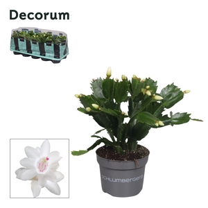 Schlumbergera - 10,5 cm - White (Malissa) - Decorum