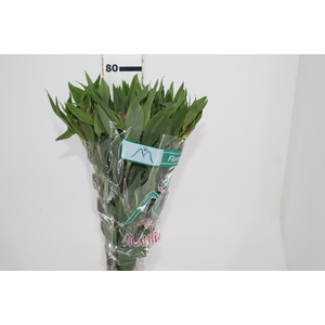 ALSTROEMERIA FLAME 080 CM
