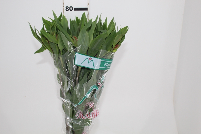 ALSTROEMERIA FLAME 080 CM