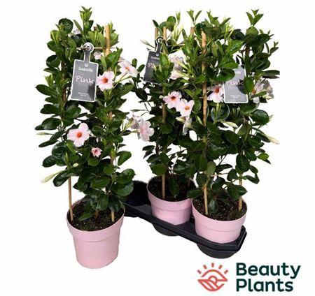 <h4>MANDE SUN CR PINK</h4>